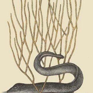 Black Moray Eel by Mark Catesby