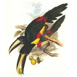 Black-Necked Aracari by John Gould