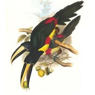 Black-Necked Aracari by John Gould