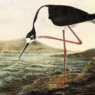 Black-Necked Sytilt by John James Audubon