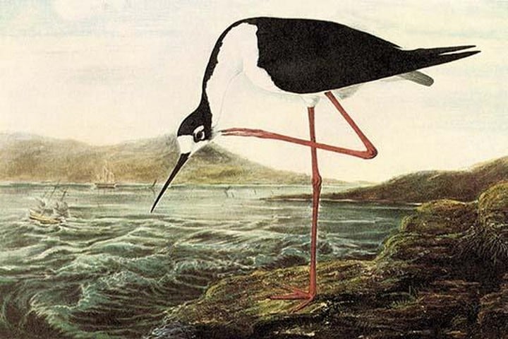 Black-Necked Sytilt by John James Audubon