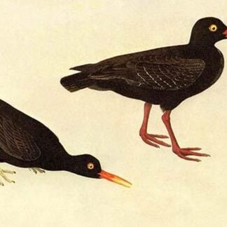 Black Oystercatcher by John James Audubon