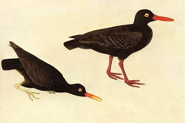 Black Oystercatcher by John James Audubon