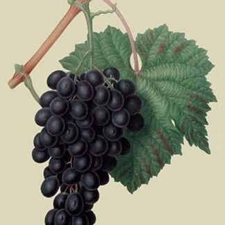 Black Prince Grape by William Hooker