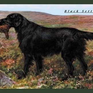 Black Setter