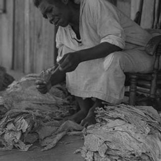 Black Sharecropper sorts tobacco leaves by Dorothea Lange
