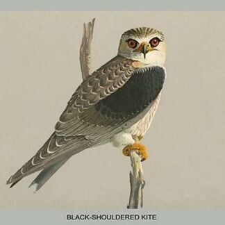 Black Shouldered Kite by Louis Agassiz Fuertes