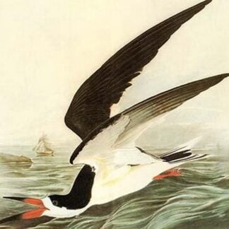 Black Skimmer by John James Audubon