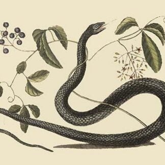 Black Snake by Mark Catesby
