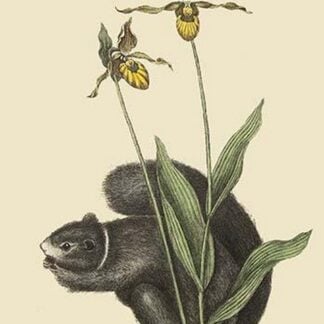Black Squirrel by Mark Catesby