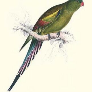 Black Tailed Parakeet(Female) - Polypelis Anthopeplus by Edward Lear