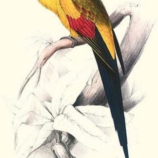 Black Tailed Parakeet(Male) - Polypelis Anthopeplus by Edward Lear