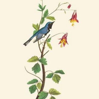 Black-Throated Blue Warbler by John James Audubon