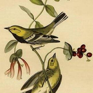 Black Throated Green Wood Warbler by John James Audubon