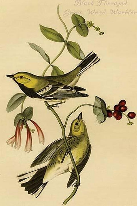 Black Throated Green Wood Warbler by John James Audubon