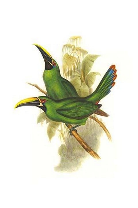 Black Throated Toucanet by John Gould