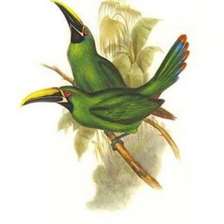 Black Throated Toucanet by John Gould