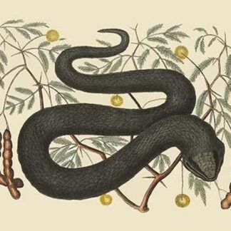 Black Viper by Mark Catesby