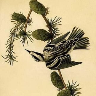 Black & White Creeping Warbler by John James Audubon