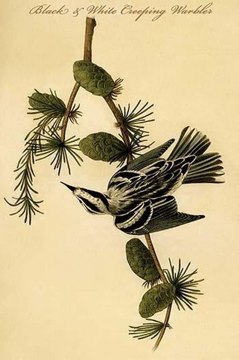 Black & White Creeping Warbler by John James Audubon