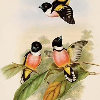 Black & Yellow Broadbill by John Gould