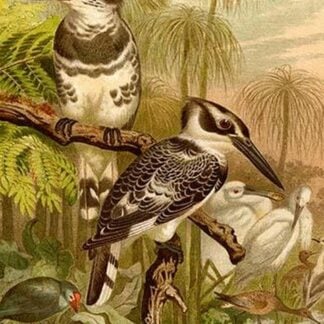 Black and White Kingfishers by Friedrich Wilhelm Kuhnert