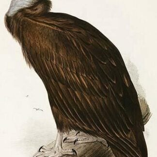 Black or Monk Vulture by John Gould