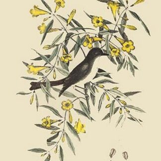 Blackcap Flycatcher by Mark Catesby