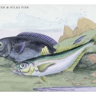 Blackfish and Pilas Fish by Robert Hamilton