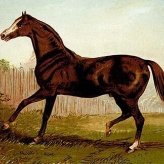 Blair Athol by Samuel Sidney