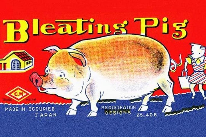 Bleating Pig