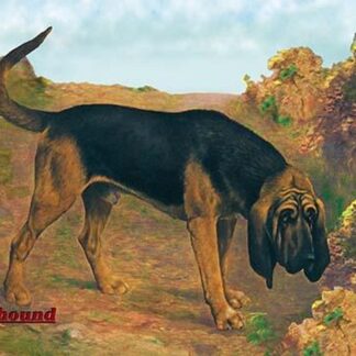 Bloodhound Champion