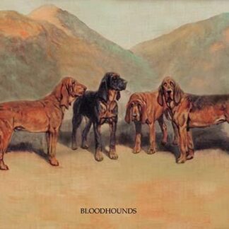 Bloodhounds by Thomas Ivester Lloyd