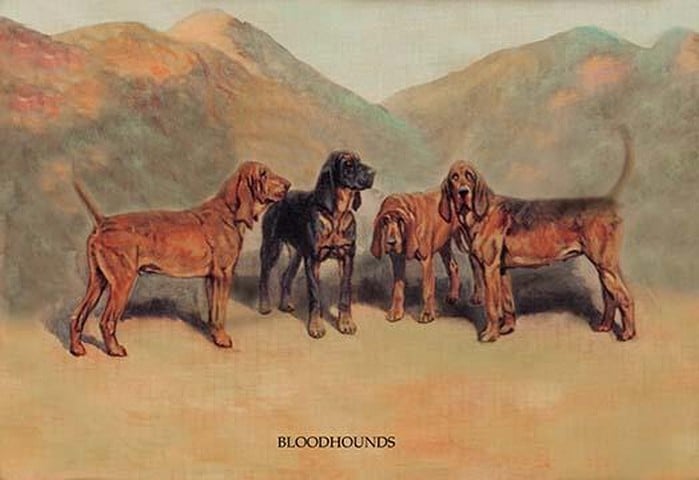 Bloodhounds by Thomas Ivester Lloyd