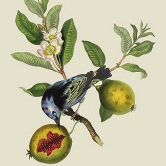 Blue Banana Bird at Rio de Janeiro by J. Forbes