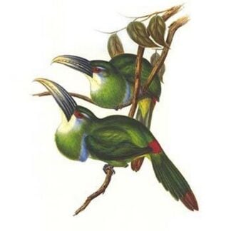Blue Banded Toucanet by John Gould
