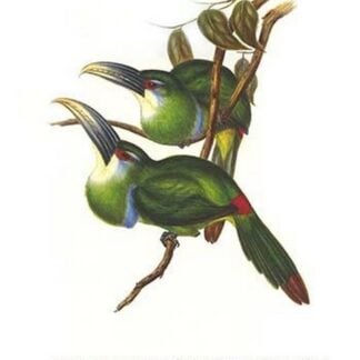 Blue Banded Toucanet by John Gould