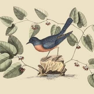 Blue Bird by Mark Catesby
