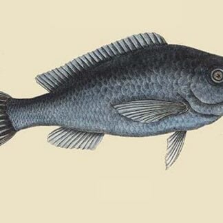 Blue Fish by Mark Catesby