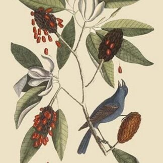 Blue Grosbeak by Mark Catesby