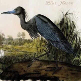 Blue Heron by John James Audubon