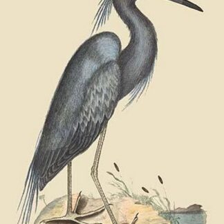 Blue Heron by Mark Catesby