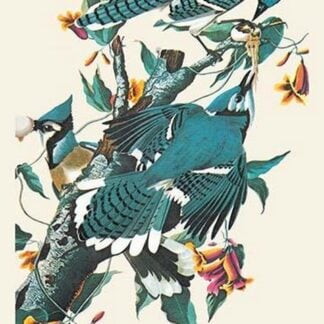 Blue Jay by John James Audubon