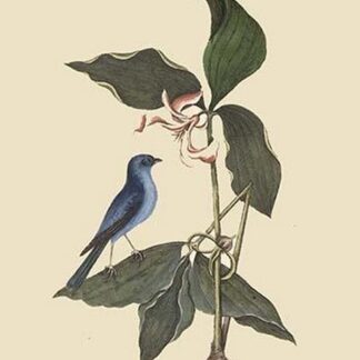 Blue Linnet by Mark Catesby