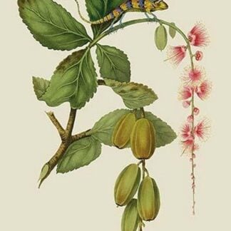 Blue Lizard and Neva Tree by J. Forbes