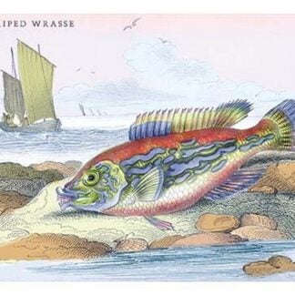 Blue Striped Wrasse by Robert Hamilton