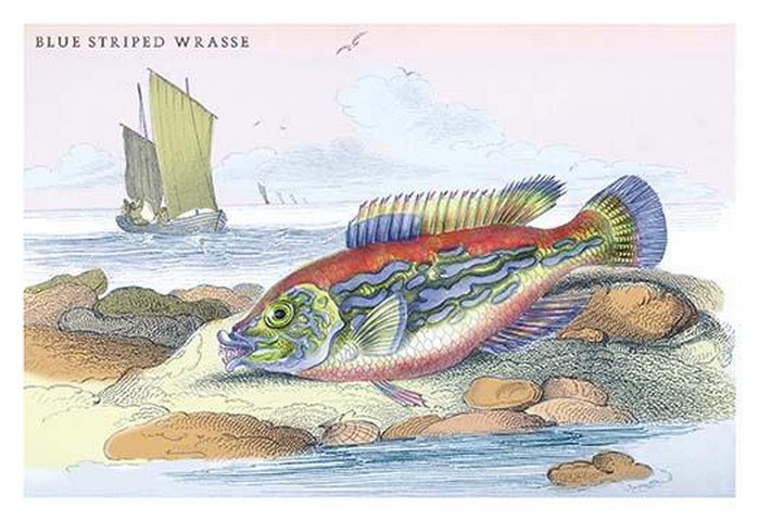 Blue Striped Wrasse by Robert Hamilton