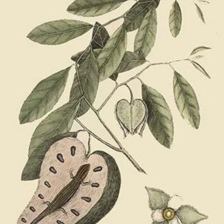 Blue Tail Lizard by Mark Catesby