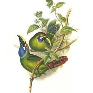 Blue Throated Toucanet by John Gould