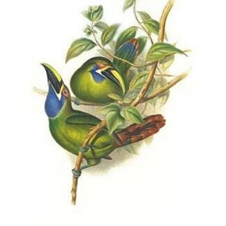 Blue Throated Toucanet by John Gould